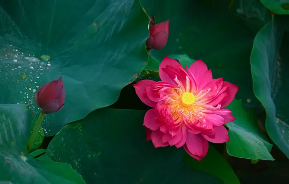 Leaves, drops, bright, pink, Lotus, buds