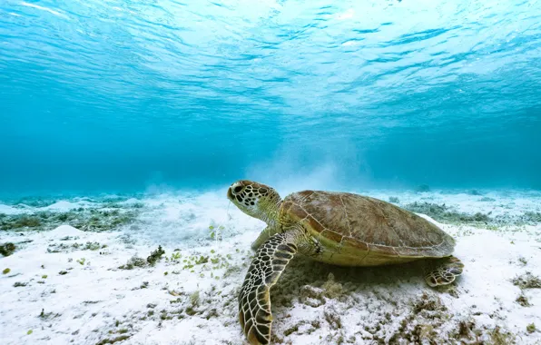 Sea, turtle, underwater world, sea turtle