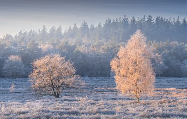 Forest, trees, Netherlands, frost