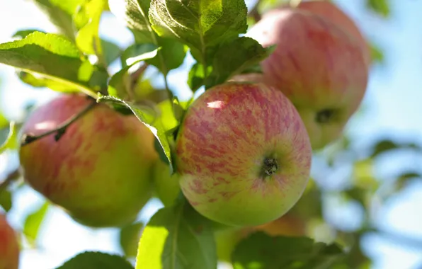 Picture trees, branches, nature, apples, fruit