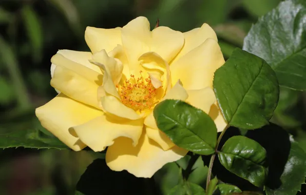 Flower, leaves, macro, rose, petals, garden, yellow