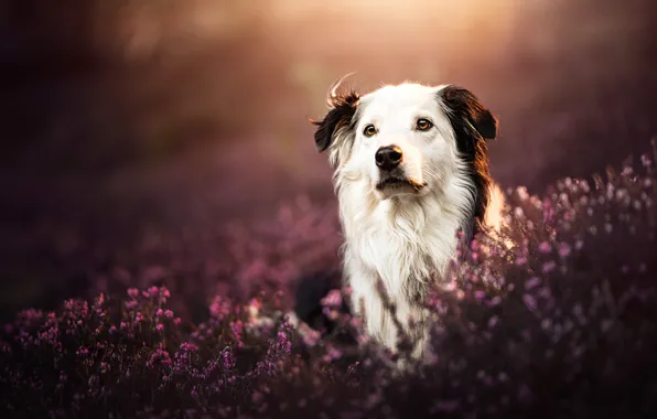 Face, dog, bokeh, Heather