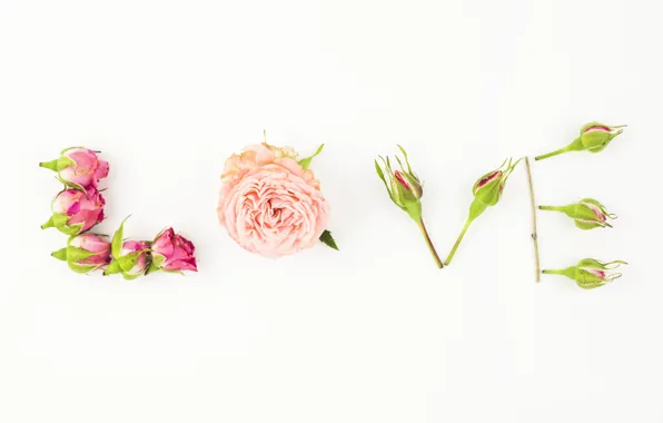 Love, flowers, the inscription, Love, roses, rose, buds, text