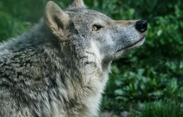 Wolf, predator, handsome