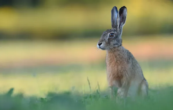 Picture field, summer, look, nature, grey, glade, hare, portrait