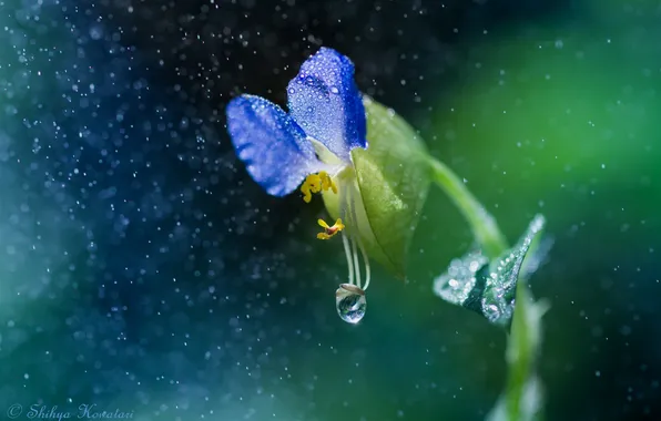 Flower, drops, macro, nature, rain