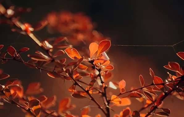 Picture autumn, leaves, macro, branches, nature, web, the evening, orange