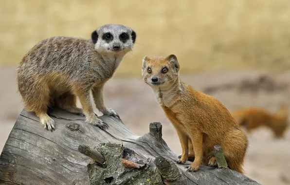 Log, friends, mongoose, meerkat