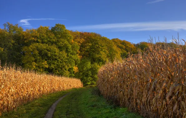 Road, field, autumn, forest, the sky, corn