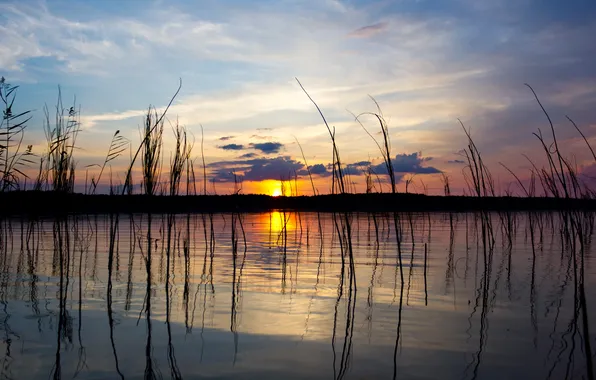 Grass, the sun, lake, reflection, the evening