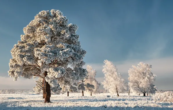Picture winter, the sky, snow, trees