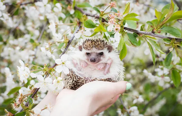 Leaves, flowers, branches, nature, cherry, pose, legs, spring