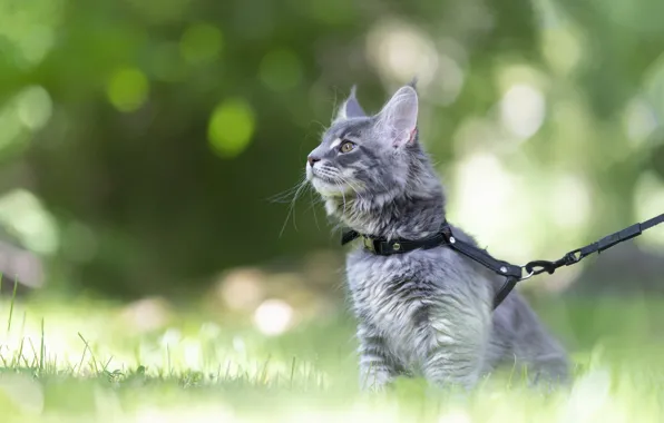 Cat, grass, look, kitty, grey, glade, leash, walk