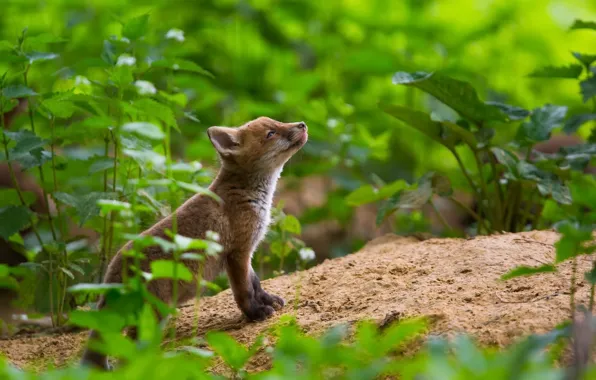 Summer, nature, Fox