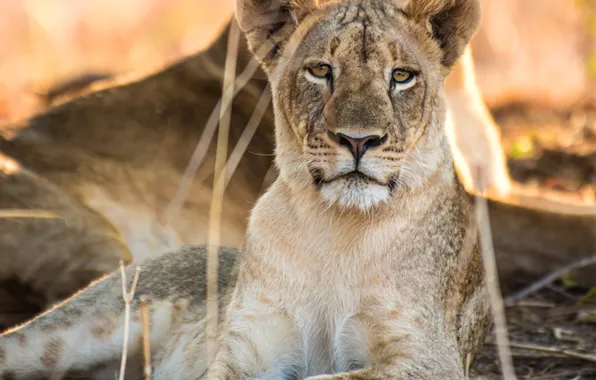 Face, lions, lioness