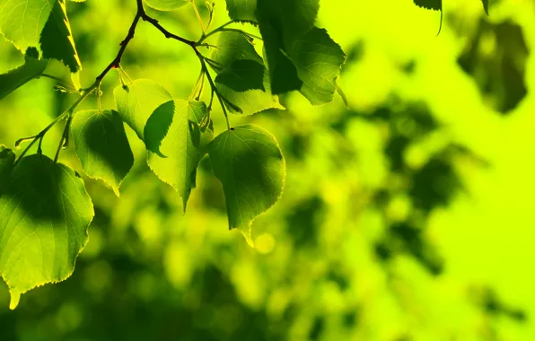 Greens, summer, leaves, freshness, green, tree, leaf, spring
