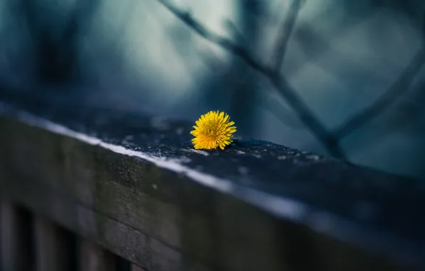 Yellow, background, dandelion, railings, bokeh