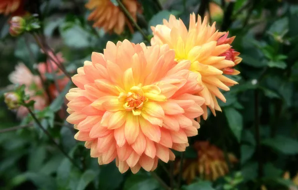 Picture petals, flowerbed, dahlias