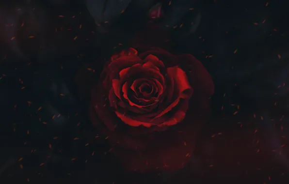 Wallpaper Red Black Flower Rosa For