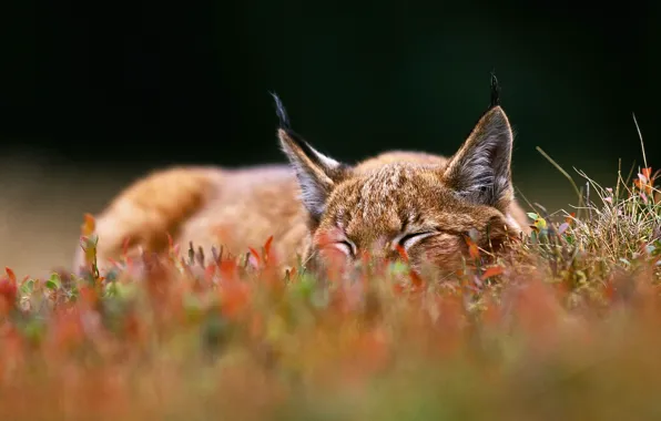 Cat, grass, ears, lynx, Czech Republic, Sumava national Park