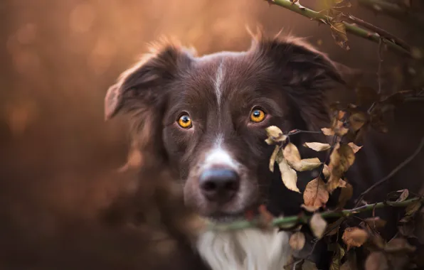 Autumn, look, face, leaves, branches, background, portrait, dog
