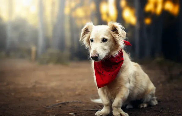 Forest, look, red, nature, pose, Park, glade, dog
