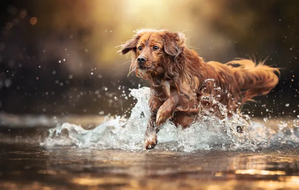Squirt, river, dog