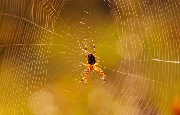Spider, insect, spider's web