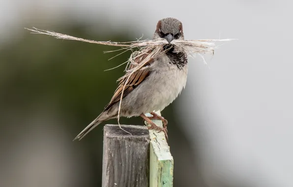 Picture close-up, Sparrow, bird