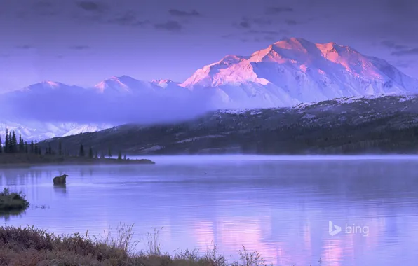 The sky, mountains, lake, Alaska, USA, moose, Wonder Lake