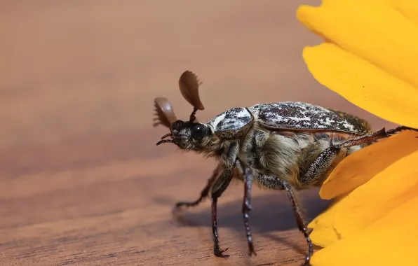 Flower, background, beetle