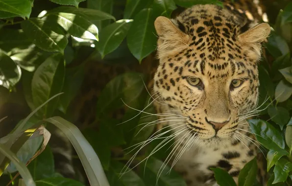 Face, predator, leopard, © Anne-Marie Kalus
