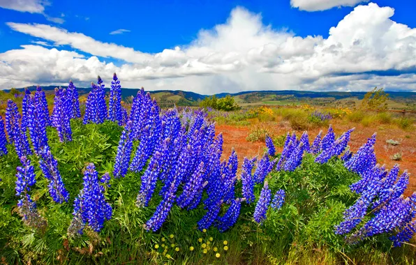 The sky, clouds, flowers, mountains