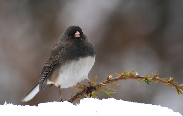 Picture winter, snow, bird, branch, needles