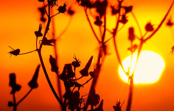 The sun, sunset, nature, plant, stem, weed