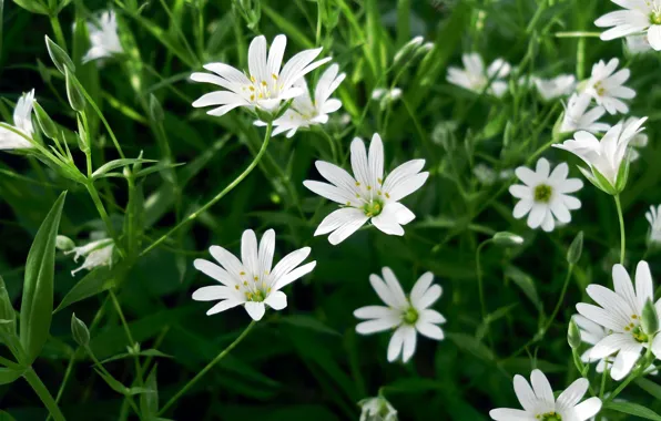 Picture grass, flowers, meadow, white