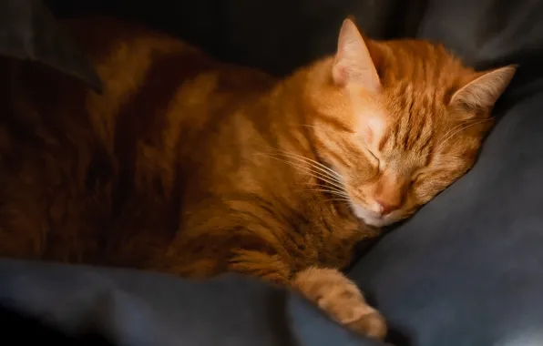 Picture cat, cat, face, pose, the dark background, stay, sleep, chair
