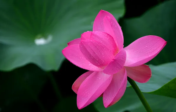 Picture leaves, drops, petals, Lotus