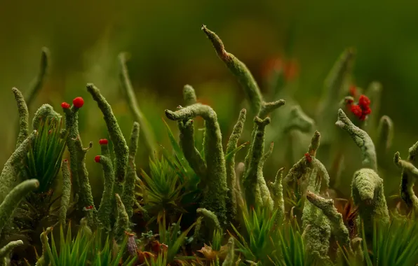 Grass, lichen, Cladonia, macro world