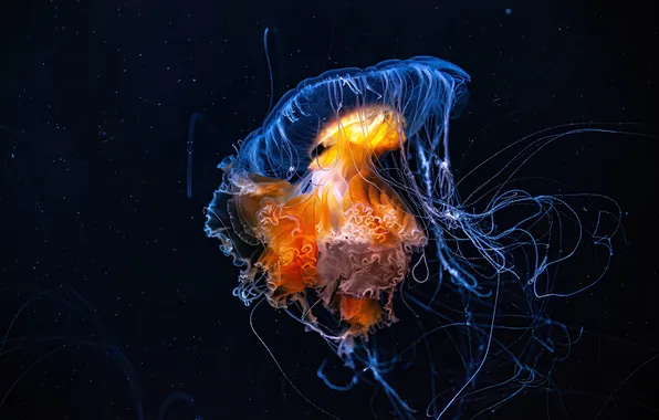 Sea, water, Medusa, black background, underwater world