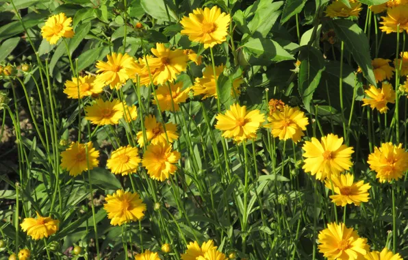 Summer, flowers, Bush, yellow, 2018, June, Meduzanol ©