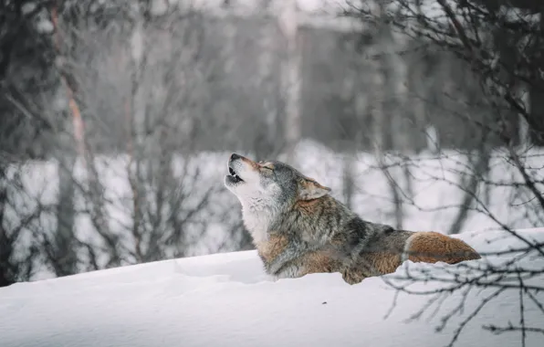 Nature, predator, animal, wolf, wildlife, portrait, portrait., Canis lupus. face