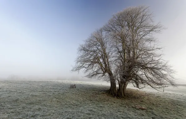 Frost, field, tree