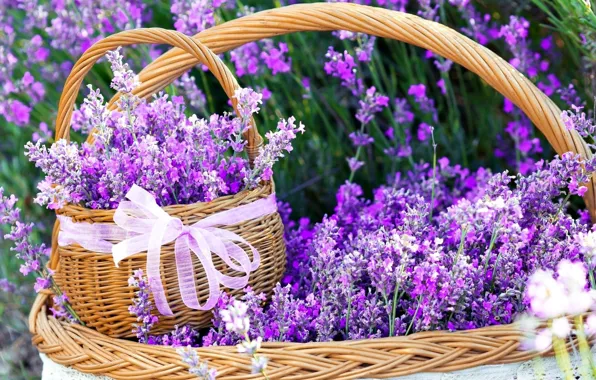Picture field, flowers, bouquet, tape, basket, bow, lavender