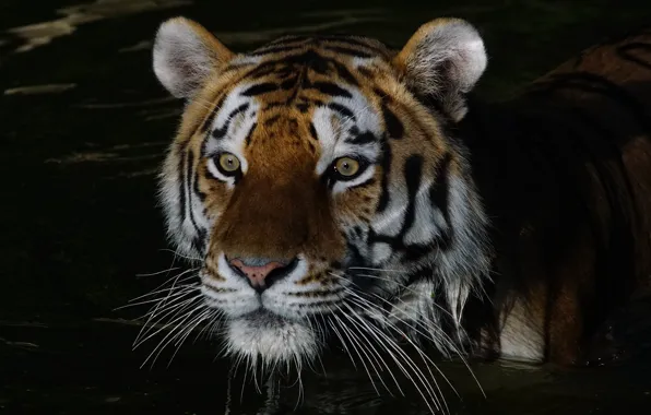 Cat, eyes, mustache, look, face, water, light, nature