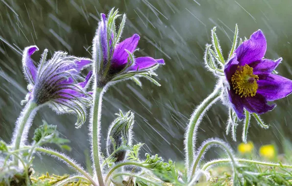 Picture flowers, nature, rain, anemones, sleep-grass