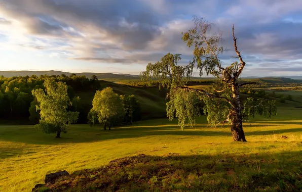 Field, summer, clouds, light, trees, landscape, branches, nature