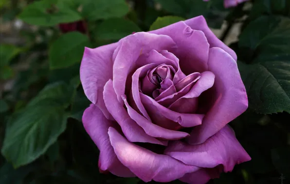 Macro, rose, purple