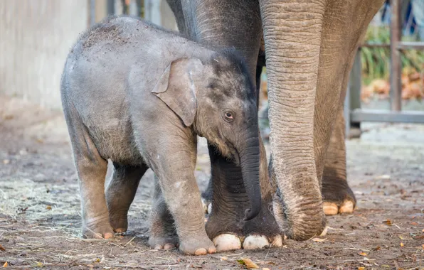 Picture elephant, baby, zoo