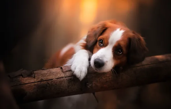 Nature, each, dog